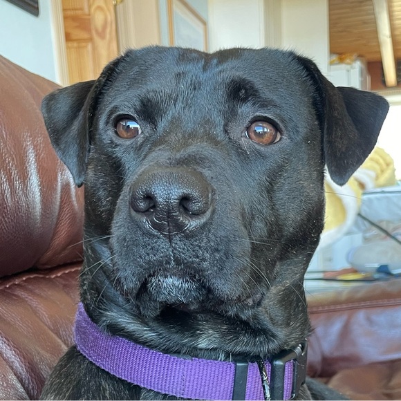 Meet your Posher, Suzi - Picture 4 of 7